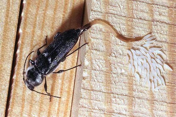 Taladro de la madera — detalle